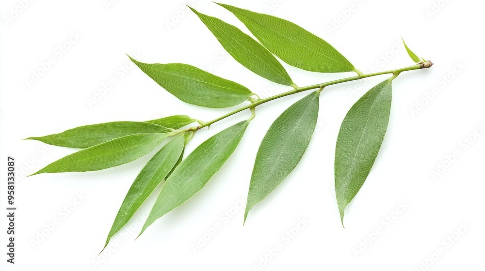 Fototapeta premium A single bamboo leaf, long, narrow, and slightly arching with a bright green hue