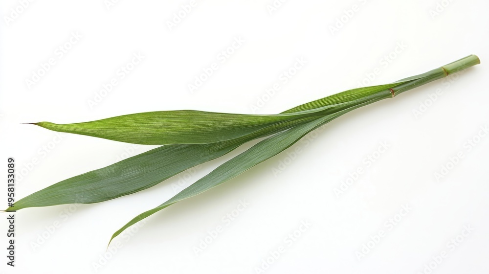 A single bamboo leaf, long, narrow, and slightly arching with a bright green hue A single bamboo leaf, long, narrow, and slightly arching with a bright green hue