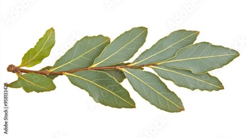 A single bog myrtle leaf, small and oval with a soft, gray-green color