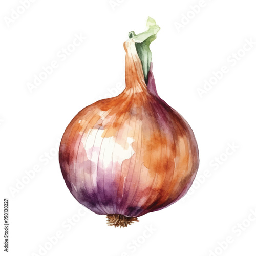 watercolor of onion isolated white background