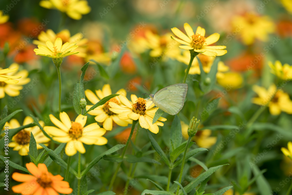 Butterfly in flowers garden, Spring and summer season Butterfly in flowers garden, Spring and summer season