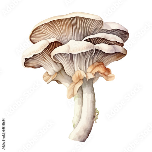 watercolor of Oyster mushroom isolated white background