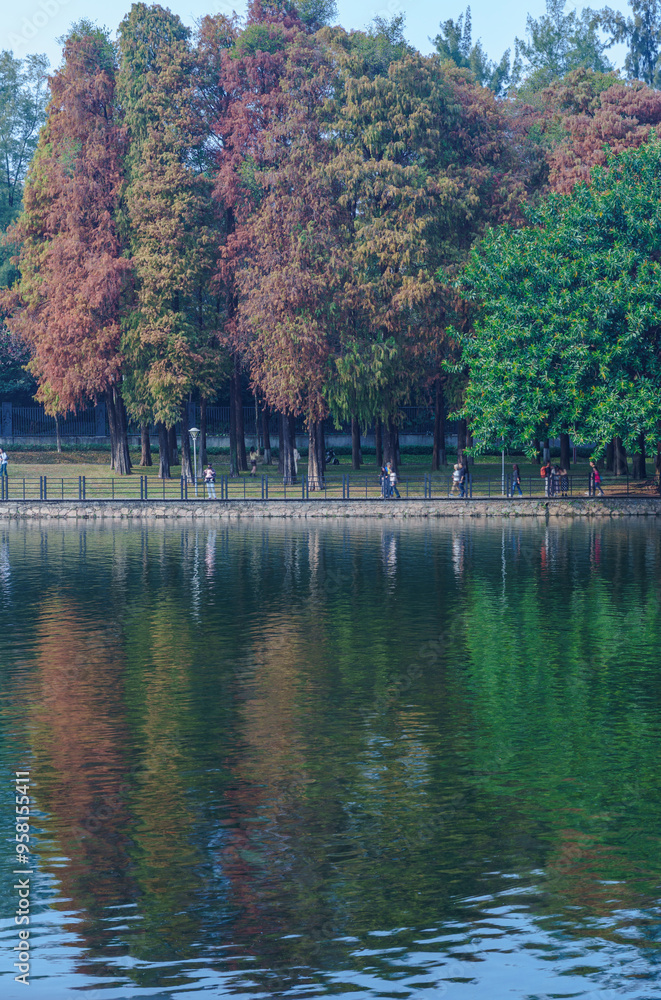 Fototapeta premium A grove of fallen cedar trees reflecting on the water at the park lake in the fall