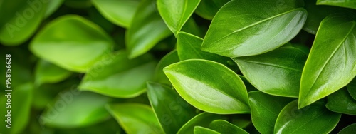  A tight shot of a verdant plant teeming with leaves above and below