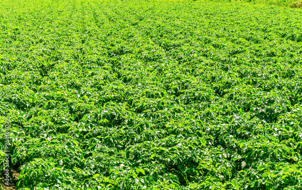 green plantation of vegetable growth with rows of plants on a beautiful farm. farming food and meal gardening concept green plantation of vegetable growth with rows of plants on a beautiful farm. farming food and meal gardening concept