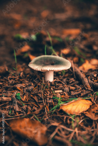 A close-up shot of a mushroom Russula Cyanoxantha growing on a forest floor surrounded by leaves photo