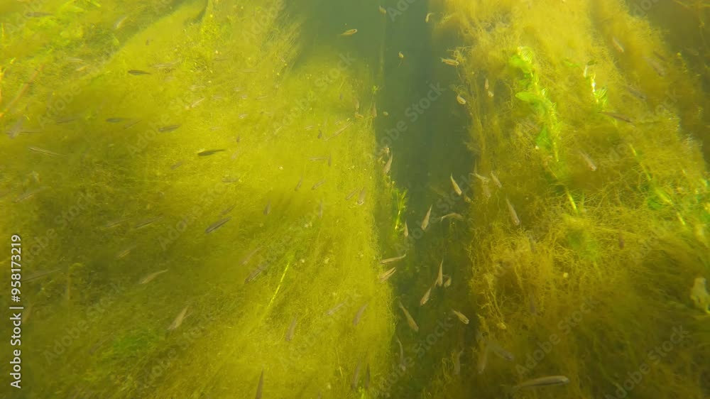 Underwater view of the school of small fish in the river