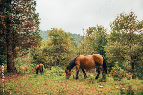 Two brown horses grazing in forest clearing