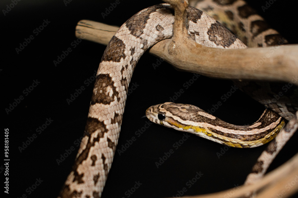 Corn Snake (Anerythristic) with wood stick isolated on black background. Corn Snake (Anerythristic) with wood stick isolated on black background.