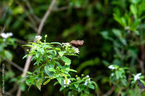 Beautiful Image of a black butterfly on a white lantana flower in green background