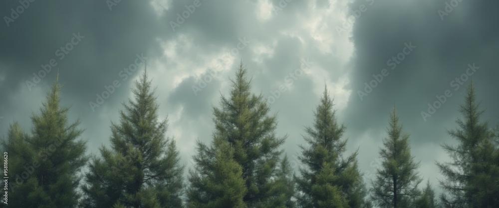 Dense canopy of tall pine trees under dark, billowing clouds, cr Dense canopy of tall pine trees under dark, billowing clouds, cr