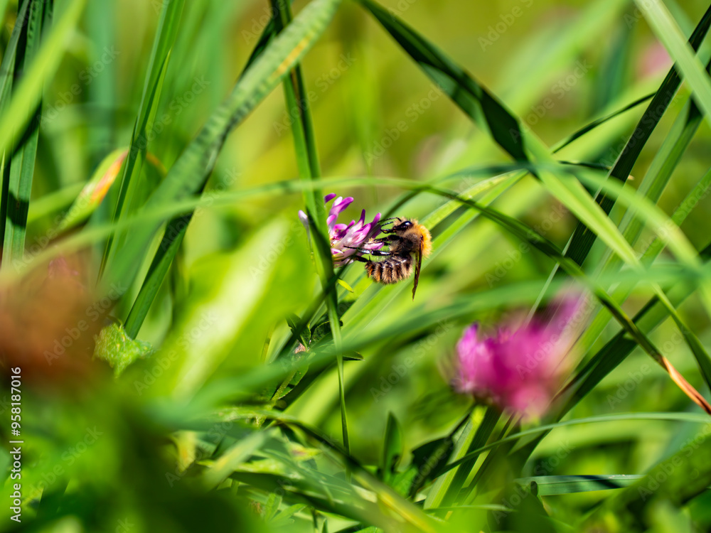Makroaufnahme einer Biene auf einer Kleeblüte Makroaufnahme einer Biene auf einer Kleeblüte