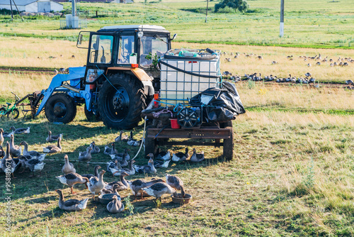 Domestic gray geese on a meadow. Gray Geese in the grass, domestic bird, flock of geese