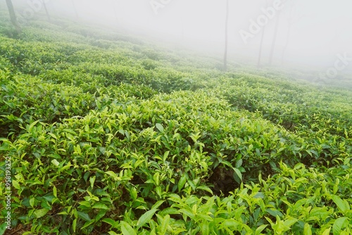 Canvas Print Tea plantation, Coonoor, Nilgiris, Tamil Nadu, India