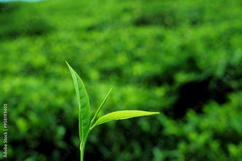 Tea Leaf, Tea plantation, Coonoor, Nilgiris, Tamil Nadu, India Tea Leaf, Tea plantation, Coonoor, Nilgiris, Tamil Nadu, India