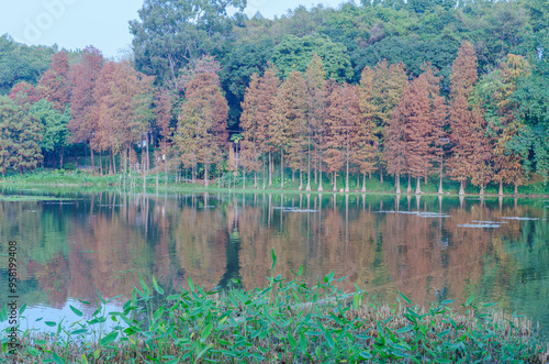 The leaves of the lakeside larch trees in Guangzhou's Luhu Park are red photo