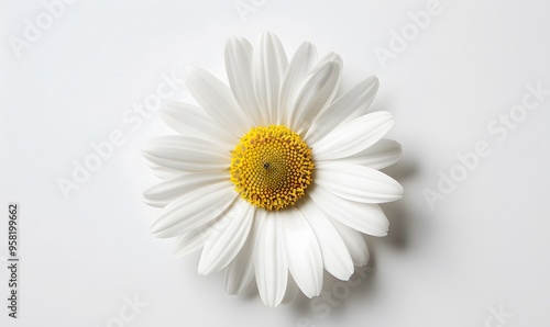 One white daisy flower isolated on white background. Flat lay, top view. Floral pattern, object. 