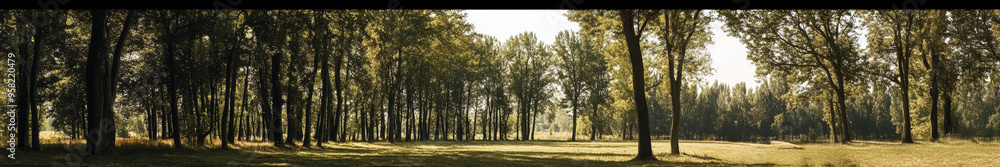Fototapeta premium Asian landscape, tall ancient trees, broad canopies, clear blue sky, soft white clouds, no orange sunlight, neutral daylight, peaceful, harmonious, serene, nature, open land, no buildings