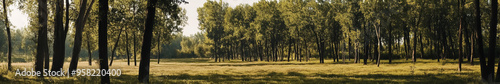 Asian landscape, tall ancient trees, broad canopies, clear blue sky, soft white clouds, no orange sunlight, neutral daylight, peaceful, harmonious, serene, nature, open land, no buildings photo