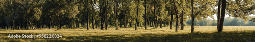 Asian landscape, tall ancient trees, broad canopies, clear blue sky, soft white clouds, no orange sunlight, neutral daylight, peaceful, harmonious, serene, nature, open land, no buildings photo