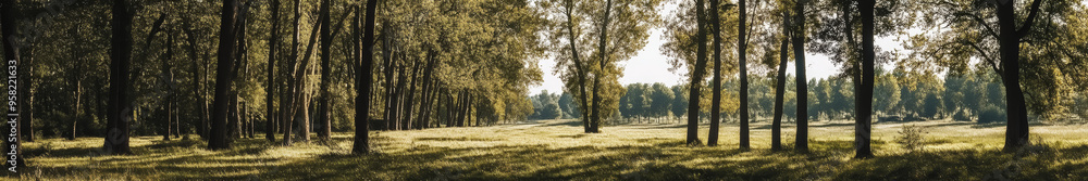 Obraz premium A serene landscape in an Asian region, featuring numerous tall, ancient trees with broad canopies spread across the scene. The trees are large and majestic, creating a sense of tranquility and natural
