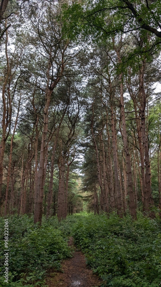 Naklejka premium Path in the Woods