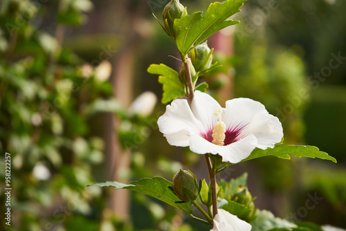 Ketmia syryjska, Hibiscus syriacus L.