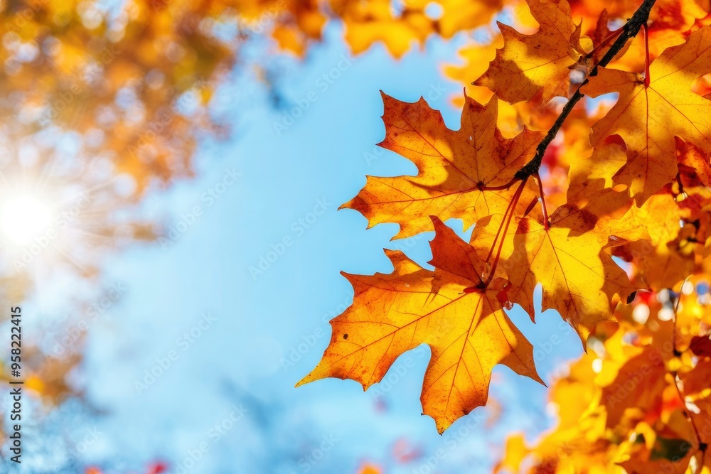 Fototapeta premium Maple leaves in autumn sunny day , ai