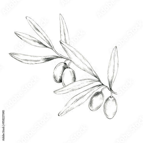 Fotografie Elegant pencil drawing clipart of an olive branch with four fruits and slender leaves
