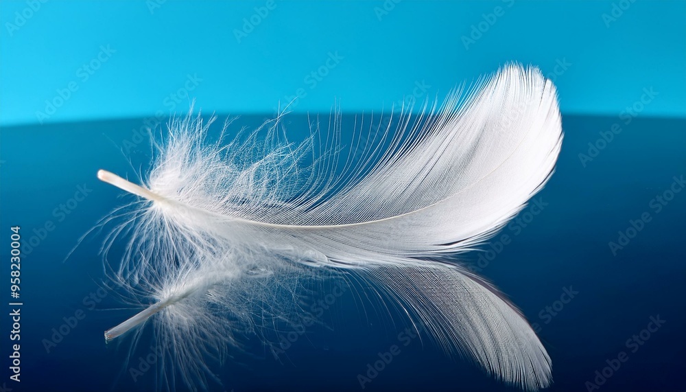 white feather on blue background white feather on blue background