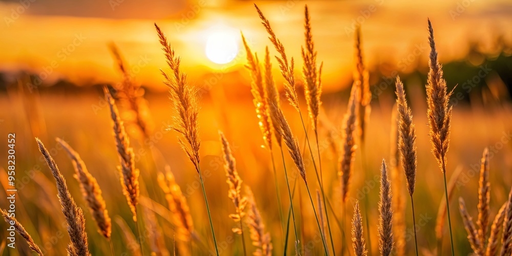 Close-up of tall grass with sunset in background, creating a soft orange blur effect Close-up of tall grass with sunset in background, creating a soft orange blur effect