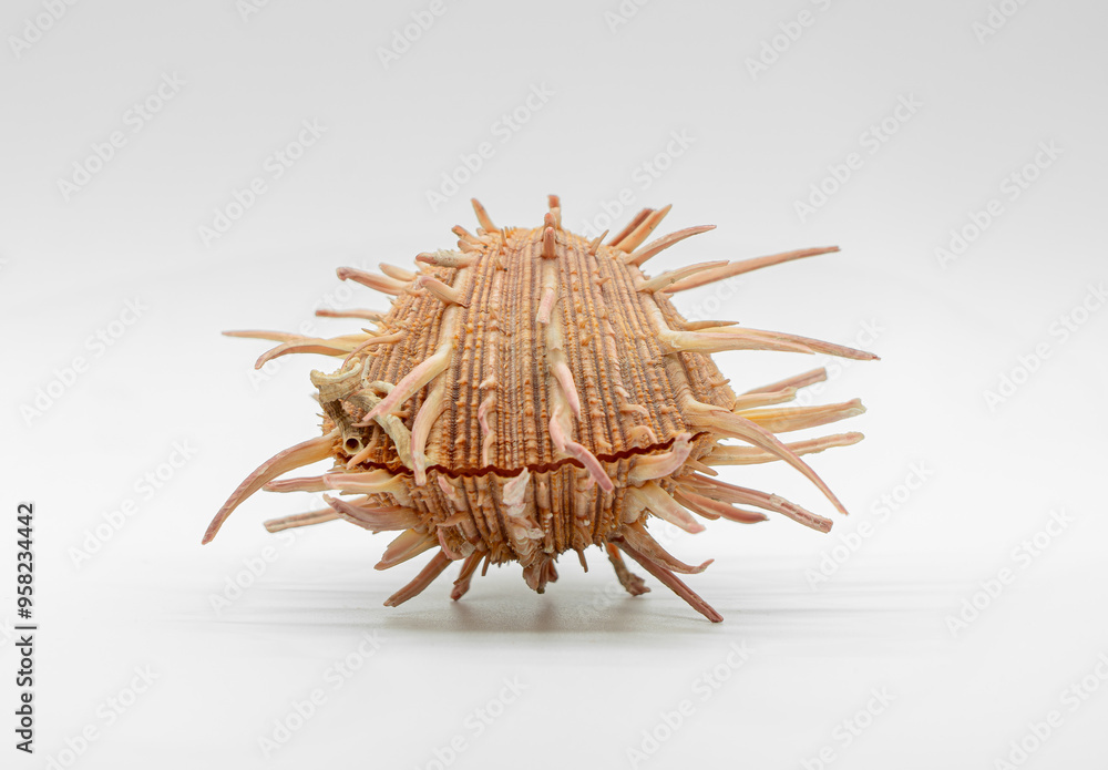 Obraz premium Precious rocks with a white screen