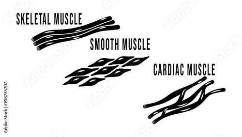 Human types of muscle cells skeletal, black isolated silhouette