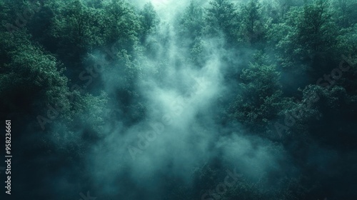 Foggy Forest