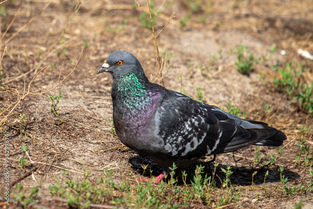 A pigeon is standing on the ground in a field A pigeon is standing on the ground in a field