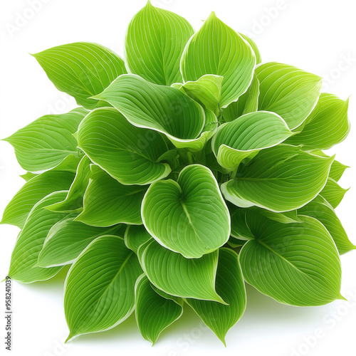 Hosta Isolated
