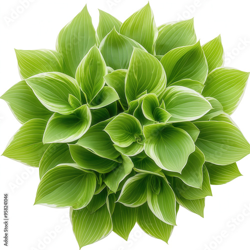 Hosta Isolated