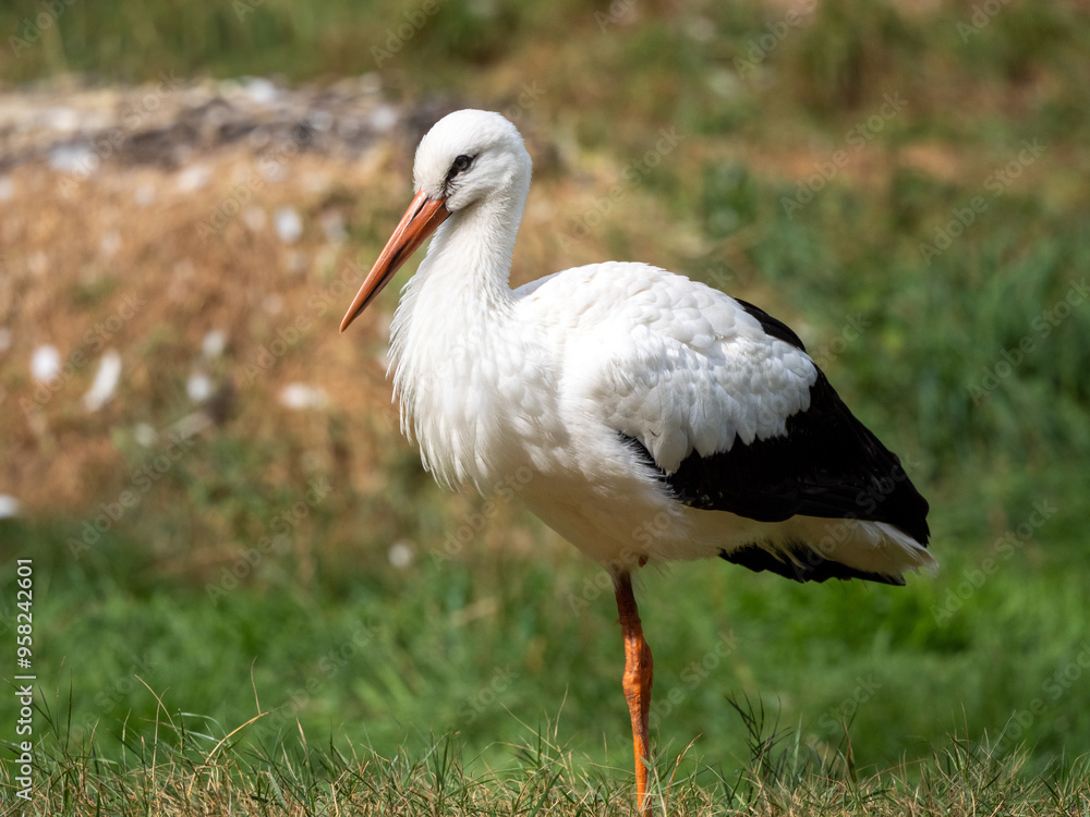 Storch Storch