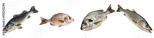 View of a real fish from the side on a transparent background photo