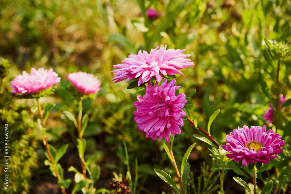 Obraz premium astry,kwiaty 