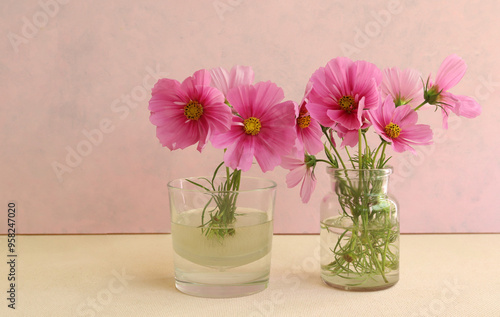 Wallpaper Mural Flowers Cosmos in glass vases. Still life of blooming beautiful flowers Cosmos. Torontodigital.ca