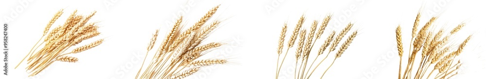 The wheat spikes are isolated against a white background. The focus is on the food. The wheat spikes are isolated against a white background. The focus is on the food.
