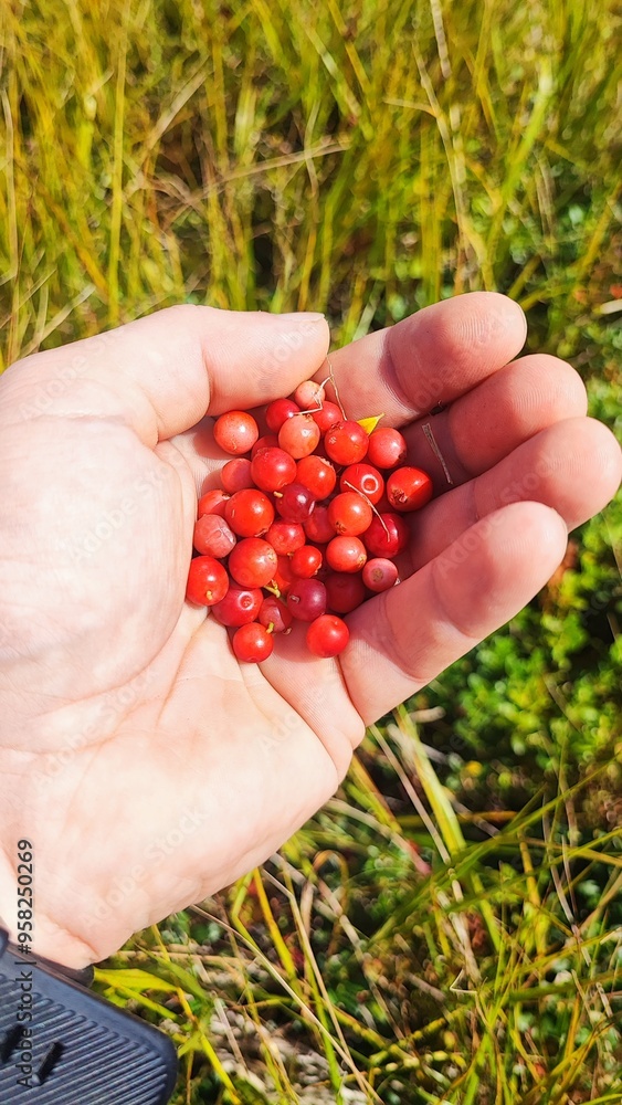 handful of berries handful of berries