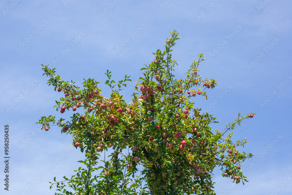 Reife rote Äpfel an einem Apfelbaum hängend, Deutschland Reife rote Äpfel an einem Apfelbaum hängend, Deutschland