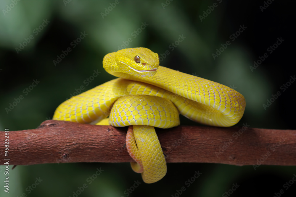 Fototapeta premium Yellow White-lipped Pit Viper (Trimeresurus insularis)