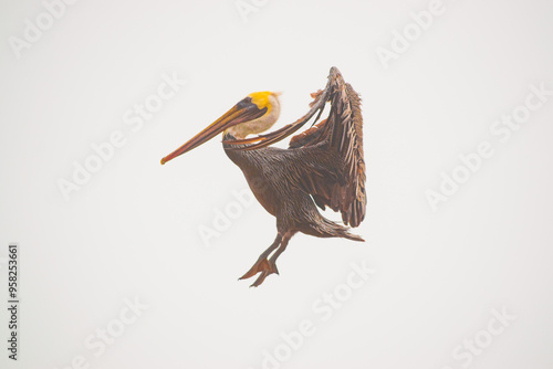 pelican in flight photo