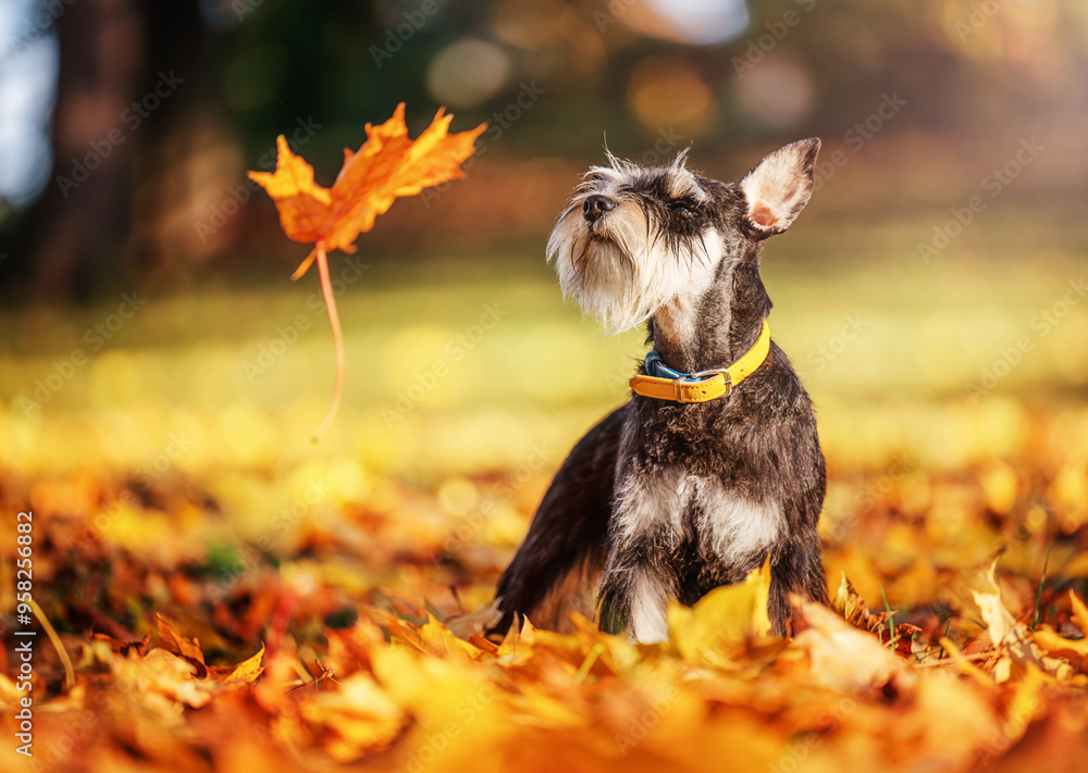 Miniature schnauzer dog in the park. Orange golden autumn fall concept.