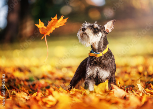 Obraz na płótnie Miniature schnauzer dog in the park. Orange golden autumn fall concept. w salonie