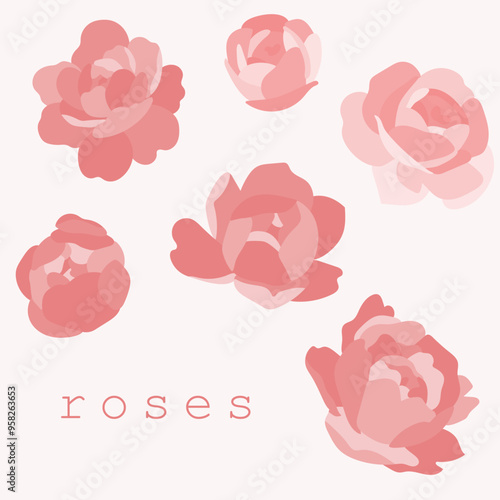 set of beautiful peony roses