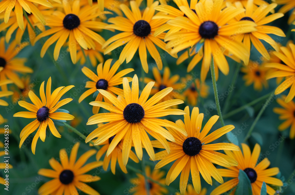 Blooming Rudbeckia hirta plants aerial view Blooming Rudbeckia hirta plants aerial view